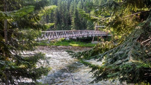 View of bridge in forest