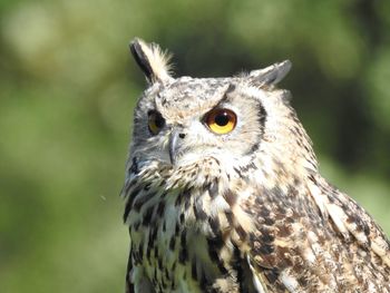 Close-up portrait of owl