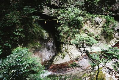 Trees growing by river in forest