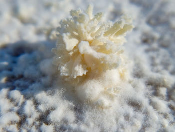 Full frame shot of ice cream