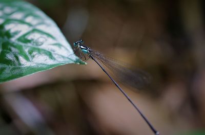 Close-up of damselfly on leaf