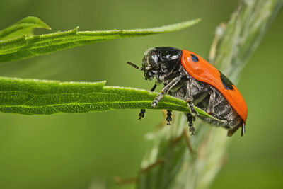 Close-up of butterfly on leaf