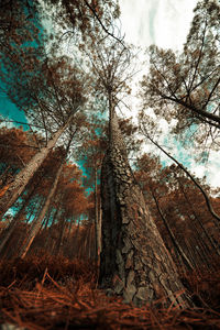 Low angle view of trees in forest against sky