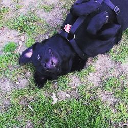 Dog standing on grassy field