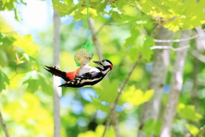 Close-up of woodpecker perching on bird feeder