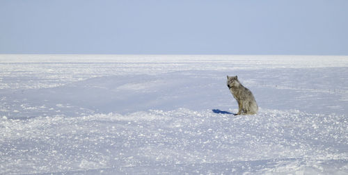 Horse on snow field against sky during winter