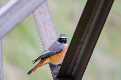 Close-up of bird perching on leaf