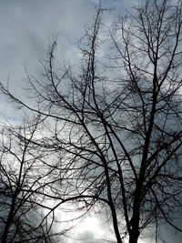 Low angle view of silhouette bare tree against sky