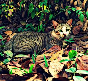 Portrait of cat lying on plant