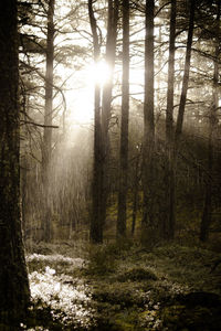 Sunlight streaming through trees in forest