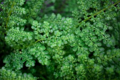 Close-up of green leaves in the forest during the day