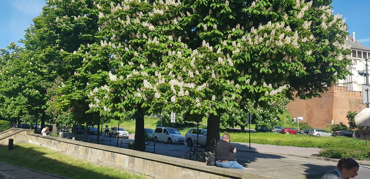 plant, tree, nature, architecture, flower, built structure, city, growth, building exterior, day, neighbourhood, green, transportation, sunlight, outdoors, vehicle, mode of transportation, street, sky, car, travel, footpath, land vehicle, building, road