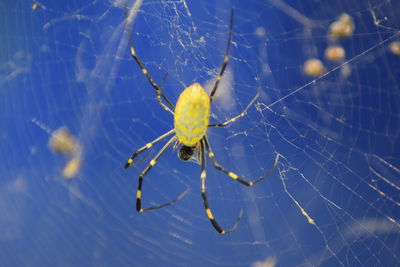 Close-up of spider on web