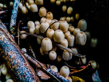Close-up of mushrooms growing on tree