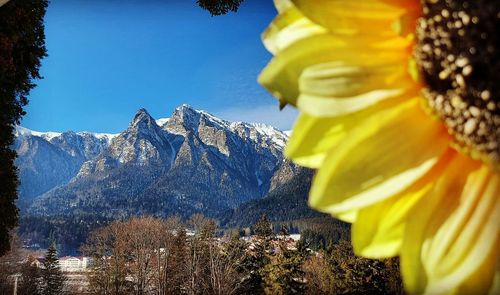 Yellow plants on mountain against sky