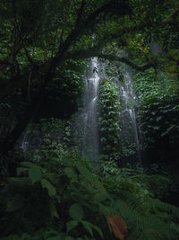 Scenic view of waterfall in forest