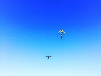 Low angle view of kite and bird flying against clear sky