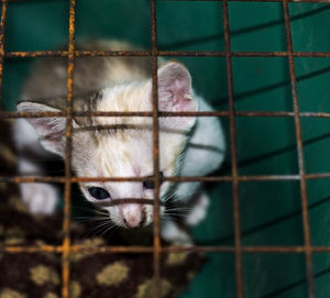 Close-up of rabbit in cage at zoo