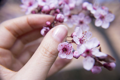 Cropped hand holding cherry blossom
