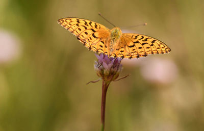 Close-up of butterfly on purple flower