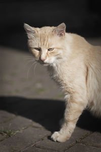 Domestic cat animal portrait. ginger brown kitten.