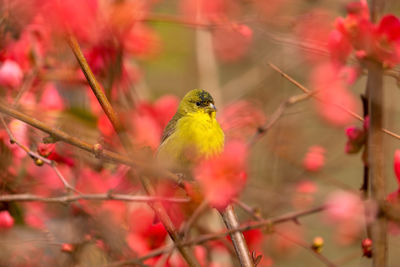 A lesser goldfinch perched in a flowering quince tree.