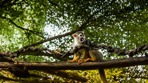 Low angle view of monkey sitting on tree