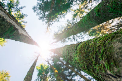 Sun shining through trees