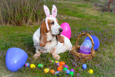 Dog on field wearing easter costume 