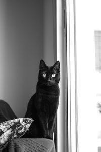 Portrait of cat sitting by window at home