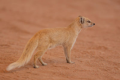 Full length of a horse on sand