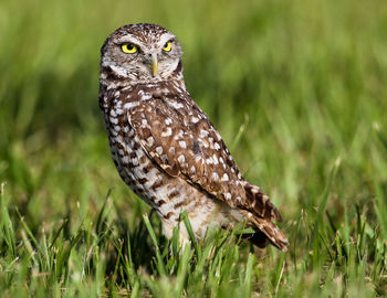 Portrait of a bird on a field