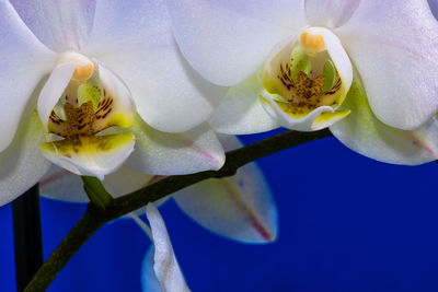 Close-up of fresh white rose with blue flower