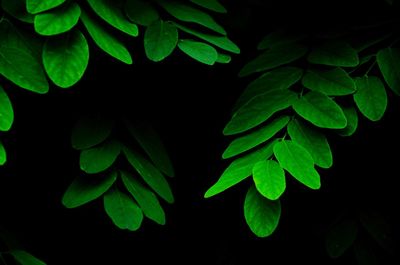 Close-up of green leaves at night