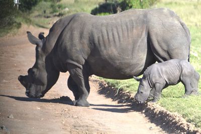 3 day old rhino with mother