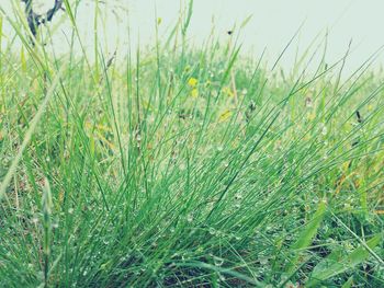 Close-up of grass on field