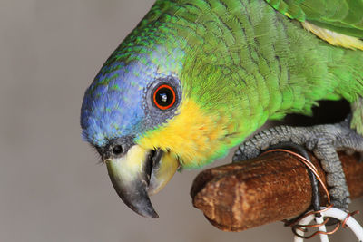 Close-up of parrot perching on leaf