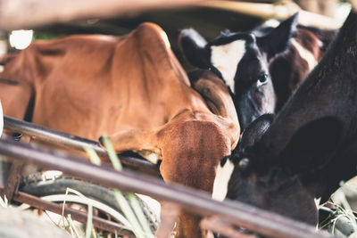 Close-up of cow in ranch