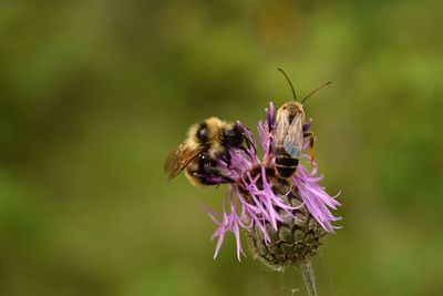 Close-up of honey bee on pink flower