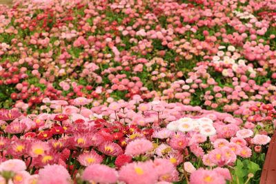 Full frame shot of pink flowering plants