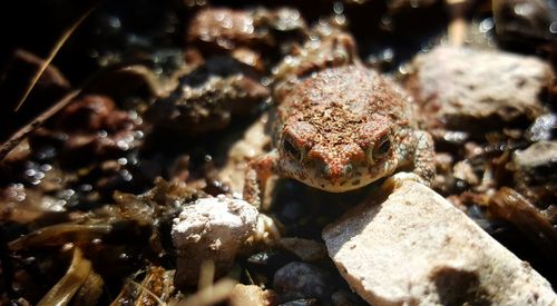 Close-up of crab in sea