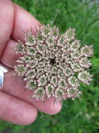 Close-up of hand holding pink flowering plant