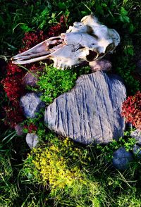 High angle view of mushrooms growing on tree stump