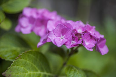 Close-up of pink hydrangea flowers