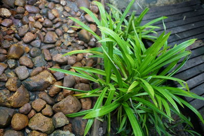 High angle view of fresh green plants