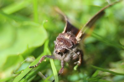 Close-up of insect on plant