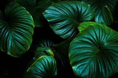 Close-up of green leaves