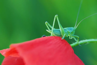 Close-up of insect on red flower