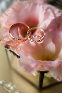 Close-up of rose petals