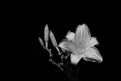 Close-up of flower against black background